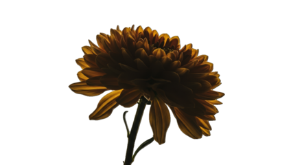 Golden Yellow Chrysanthemum Flower Backlit with Transparent Background