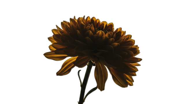 Golden Yellow Chrysanthemum Flower Backlit with Transparent Background