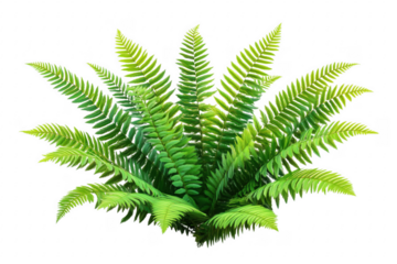 Lush green fern fronds spread outwards isolated on a transparent background