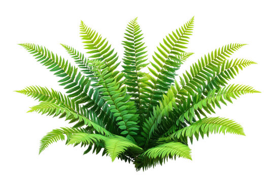 Lush green fern fronds spread outwards isolated on a transparent background