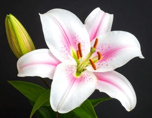 Close-up of a white lily with pink streaks against a black background