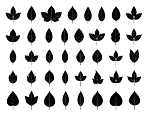 Rows of small, varying leafy twigs arranged on a black background; organic pattern