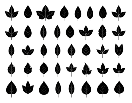Rows of small, varying leafy twigs arranged on a black background; organic pattern