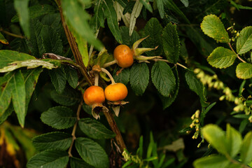 Orange rosehip fruits ripening on green leafy bush. Three orange rosehip fruits hang from a bush, surrounded by dark green foliage. Rosa rugosa. Rugosa rose, beach rose, Japanese rose