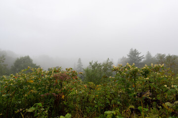 Dense forest landscape covered in heavy morning fog. A misty morning view of a dense forest where fog blankets the trees and vegetation, creating an atmospheric and mysterious natural scene. Nature