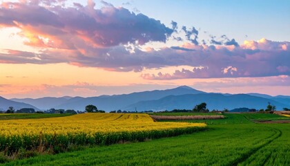 Obraz premium Golden Fields at Sunset - A Serene Landscape.
