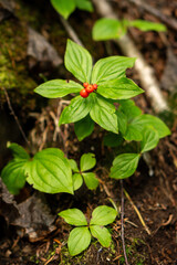 Wild red berries growing among green forest foliage. Red berries emerge on small wild plant surrounded by green foliage and woodland undergrowth. Vaccinium praestans, the Kamchatka bilberry, Klopovka