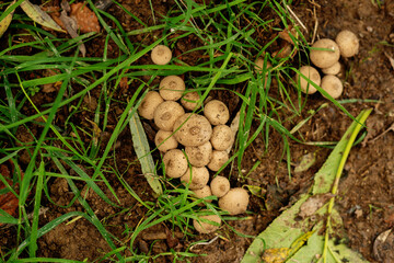 Puffball mushrooms growing among grass on forest ground. A group of puffball mushrooms emerges among green grass and soil on the forest floor, showing seasonal fungal growth in natural woodland habita