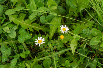 White daisies blooming in wild summer meadow greenery. A cluster of white-petaled daisies with yellow centers grows among vibrant green leaves and grasses, showing the simple beauty of wild meadow flo