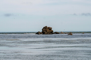 Seabirds and seals resting on coastal ocean rock. Seabirds and seals gather on a large coastal rock surrounded by ocean waves, creating a vivid marine wildlife scene against open horizon and sky. Tikh