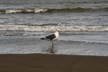 Seagull standing sideways on wet sandy shoreline. A seagull stands sideways on the sandy shore near the surf, with ocean waves breaking behind, showing typical coastal bird behavior in its natural hab