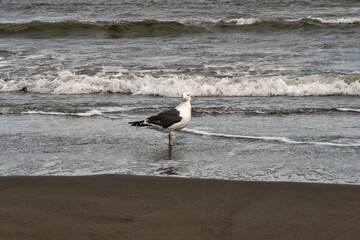 Seagull facing camera while standing on sandy beach. A seagull stands on wet sand at the edge of the ocean surf, facing the camera, with rolling waves forming the backdrop of this coastal wildlife ima
