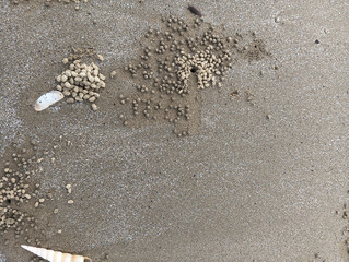 Scattered, pointed seashells and crab sand castles dot the damp, textured beach foreground. 