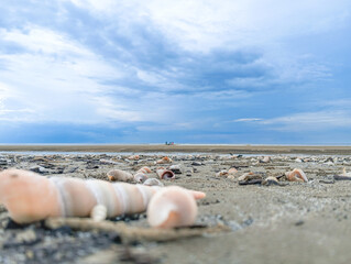 Scattered, pointed seashells and crab sand castles dot the damp, textured beach foreground. 