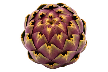 Fototapeta premium Fresh raw purple and green artichoke heads isolated on a transparent background