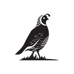 Detailed California Quail Silhouette Standing in Grass Vector