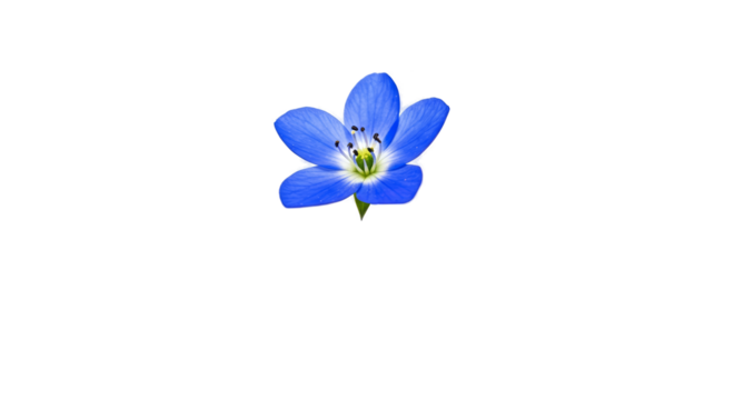 Isolated Blue Flower With Black Center And Green Stamen