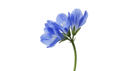 Isolated Blue Wildflowers with Green Stem on Black Background