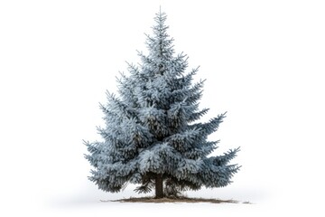 Fototapeta premium Spruce tree plant white.