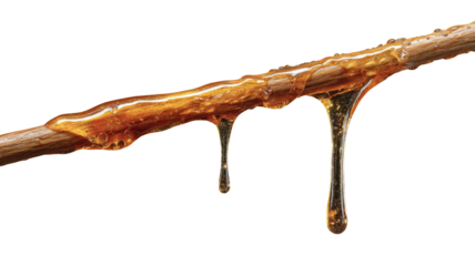 Sticky amber sap dripping from a twig against a stark black backdrop