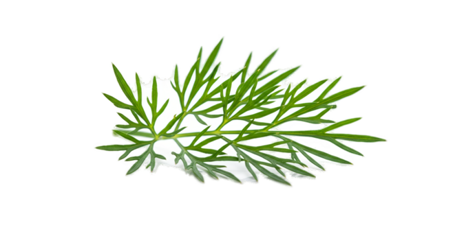 Isolated Green Dill Herb Leaf on Transparent Background