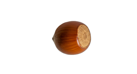 Isolated Hazelnut Nut Food Ingredient Brown Round Shape
