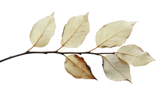 Autumn branch with withered leaves isolated on a transparent background