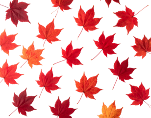 Scattered, vibrant maple leaves in shades of red and orange contrast against a stark black background, autumnal and simple