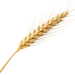 Single golden wheat stalk isolated. simple symbol of agriculture, harvest, and pure beauty of natural grain and wholesome food