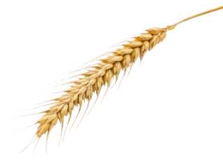 Golden ripe wheat stalk with grain isolated. natural symbol of agriculture, harvest, cereal, and farming, evoking sense of abundance