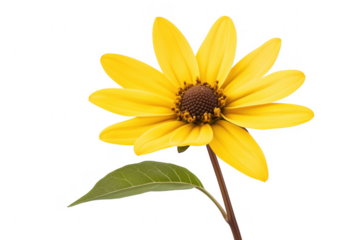 Bright yellow flower with brown center and green leaf isolated on a transparent background