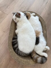 Sleepy cat sleeping on the floor