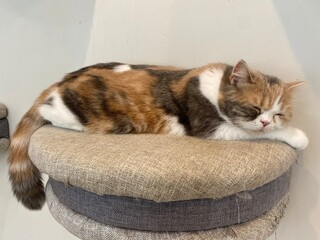 Sleepy cat sleeping on the floor