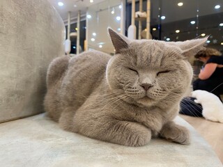 A sleepy cat is laying down on the chair