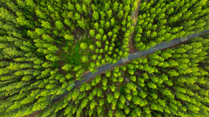 Aerial view of dark green forest road and white electric car Natural landscape and elevated roads Adventure travel and transportation and environmental protection concept	