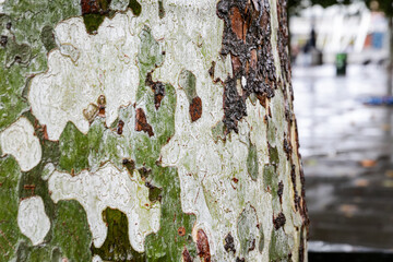 Close up of tree bark texture with natural green and brown pattern after rain
