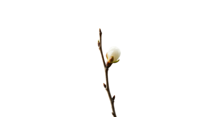 Magnolia Bud on Branch Isolated Transparent Background Macro Photography