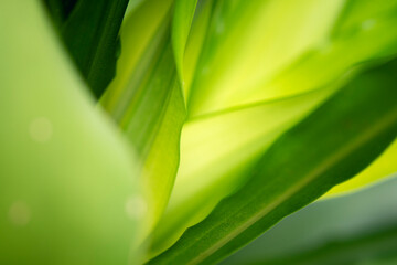 green leaf background	