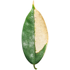 Green leaf with holes, likely from pests or disease. Ideal for illustrating plant damage, gardening, nature, environmental issues, pests.