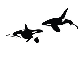 Orca Whales in the Sea Vector Illustration