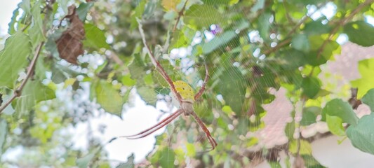 This spider is yellow-brown with a striking pattern on its back. Its long legs form an X-shape in a strong, neat web. It often waits quietly among twigs and leaves for small prey.