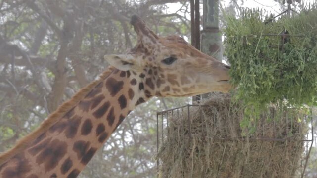 Jirafa comiendo en el zool&oacute;gico