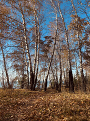Autumn forest landscape in Siberia