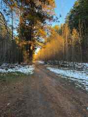 Autumn forest landscape in Siberia