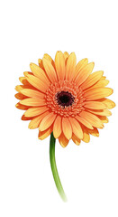 Orange Gerbera Daisy Flower Isolated On Black With Green Stem