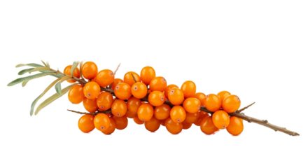 Orange Sea Buckthorn Berries on Branch Isolated Transparent Background