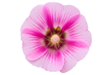 Top-down view of a beautiful pink and white mallow flower isolated on transparent background