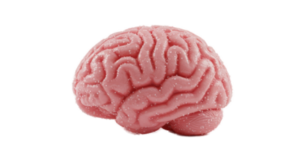 Pink 3D Brain Model with Textured Surface Isolated on Light Pink Background