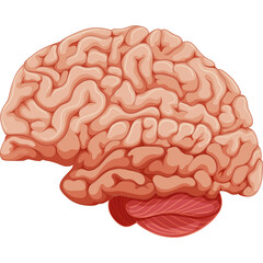 Human Brain Anatomy With Cerebellum And Brainstem Pinkish Tan With Detailed Gyri And Sulci Against Transparent Background Vector Illustration