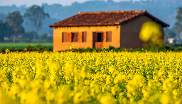 Vibrant Yellow Mustard Farming in North India